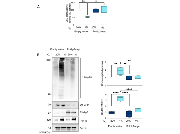 Western Blot using GFP FITC